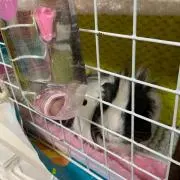 モルモル