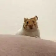 みょんの画像