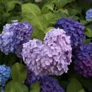 うえもの画像