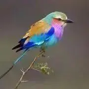 虹色の小鳥ଘ(੭*ˊᵕˋ)੭* ੈ♡の画像