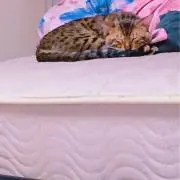 ねこれん　プロフ必読！の画像