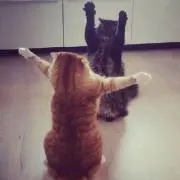 木