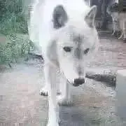 しろ　プロフ必読の画像