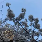 柊師走の画像