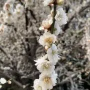 J-jellyの画像