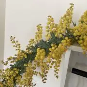 オセラの画像