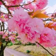 honotanの画像