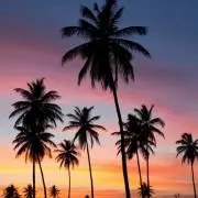 alohaの画像
