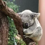 みどりむしの画像