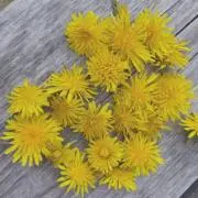 pechikaの画像