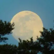 神楽坂猫屋敷( ΦωΦ 【プロフ要必読】の画像