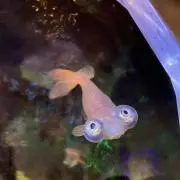 Tamaの画像