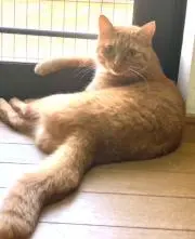 カズ