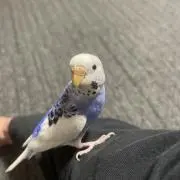 蘭の画像