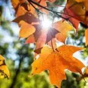 Autumn Leavesの画像