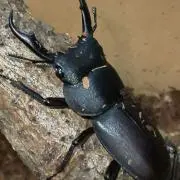 はとやまだの画像