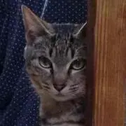 papiko123