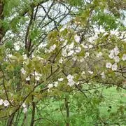 りの画像