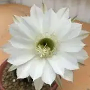 YUの画像