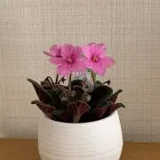 beauty_ayukaの画像