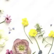 flowerの画像