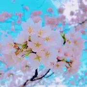 さくら