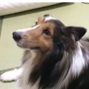 ラブベリーの画像