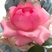 ririaの画像