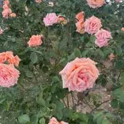 rinoの画像