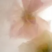 sの画像
