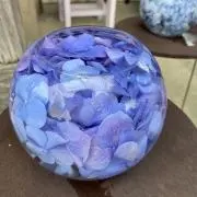 どんぐりの画像