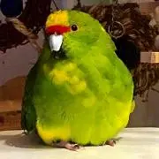 inarizushiの画像