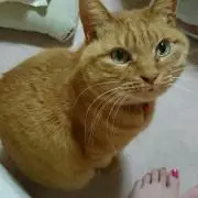 めぐ