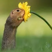 サラン