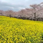 んちゅの画像