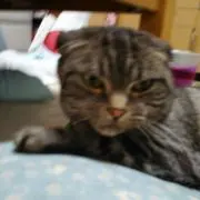 ななにゃんの画像