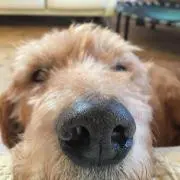 ばぶの画像