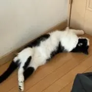 .の画像