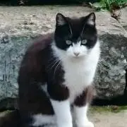 じゅうべぇの画像