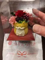 めぐちゃんの画像