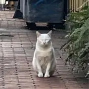 yuriの画像