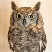 ぽりりん