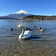 roseの画像