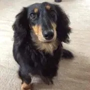 ちっちとかっか