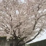 ホワイトの画像
