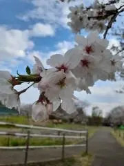 石井　康子の画像