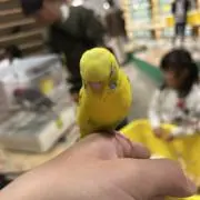 Marimoの画像