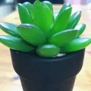 あさり