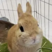 らっしー