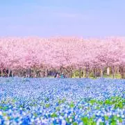 あんずの画像